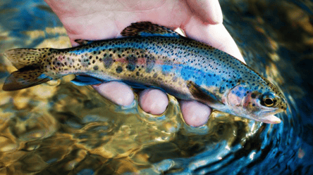 Сезон осінньої риболовлі — куди поїхати в Карпати на форель - 285x160