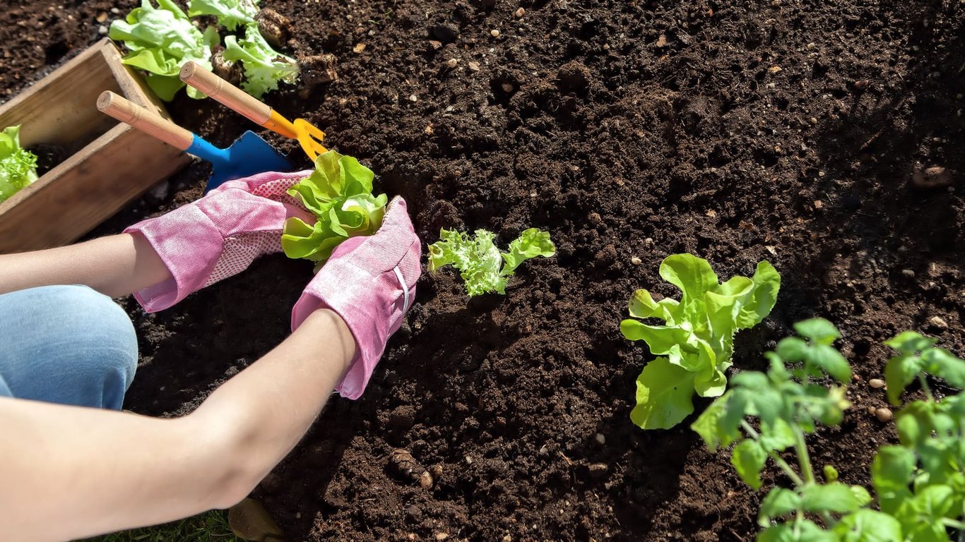 Как использовать яичную скорлупу на даче – действенные советы