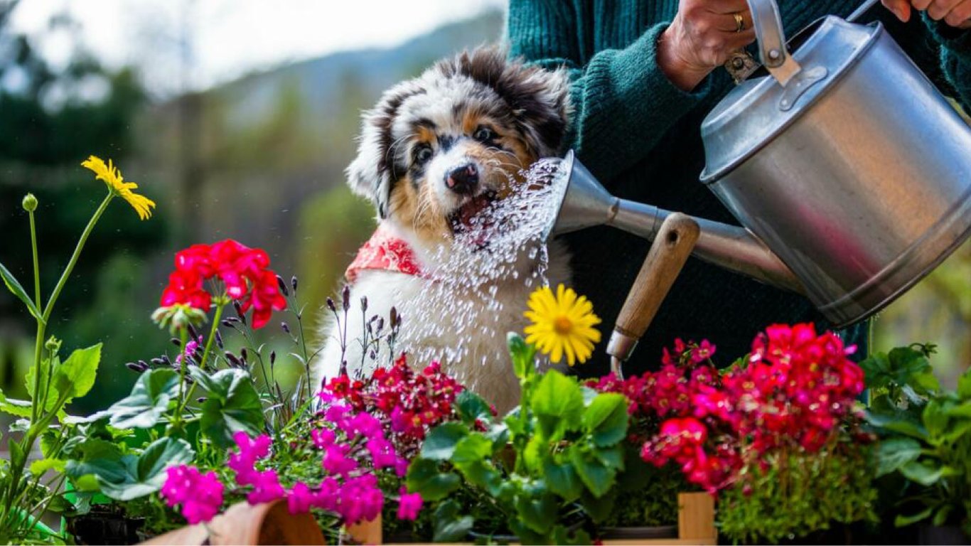 Ці квіти у дворі смертельно небезпечні для собак — список та поради кінологів