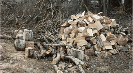 Самостоятельная заготовка дров — за что могут наказать в 2025 - 285x160