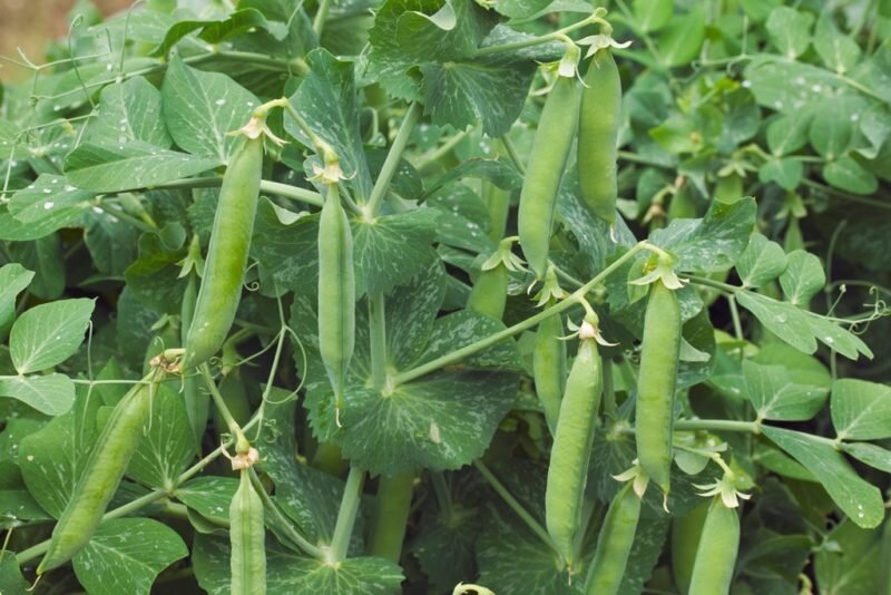 Горох росте на грядці.