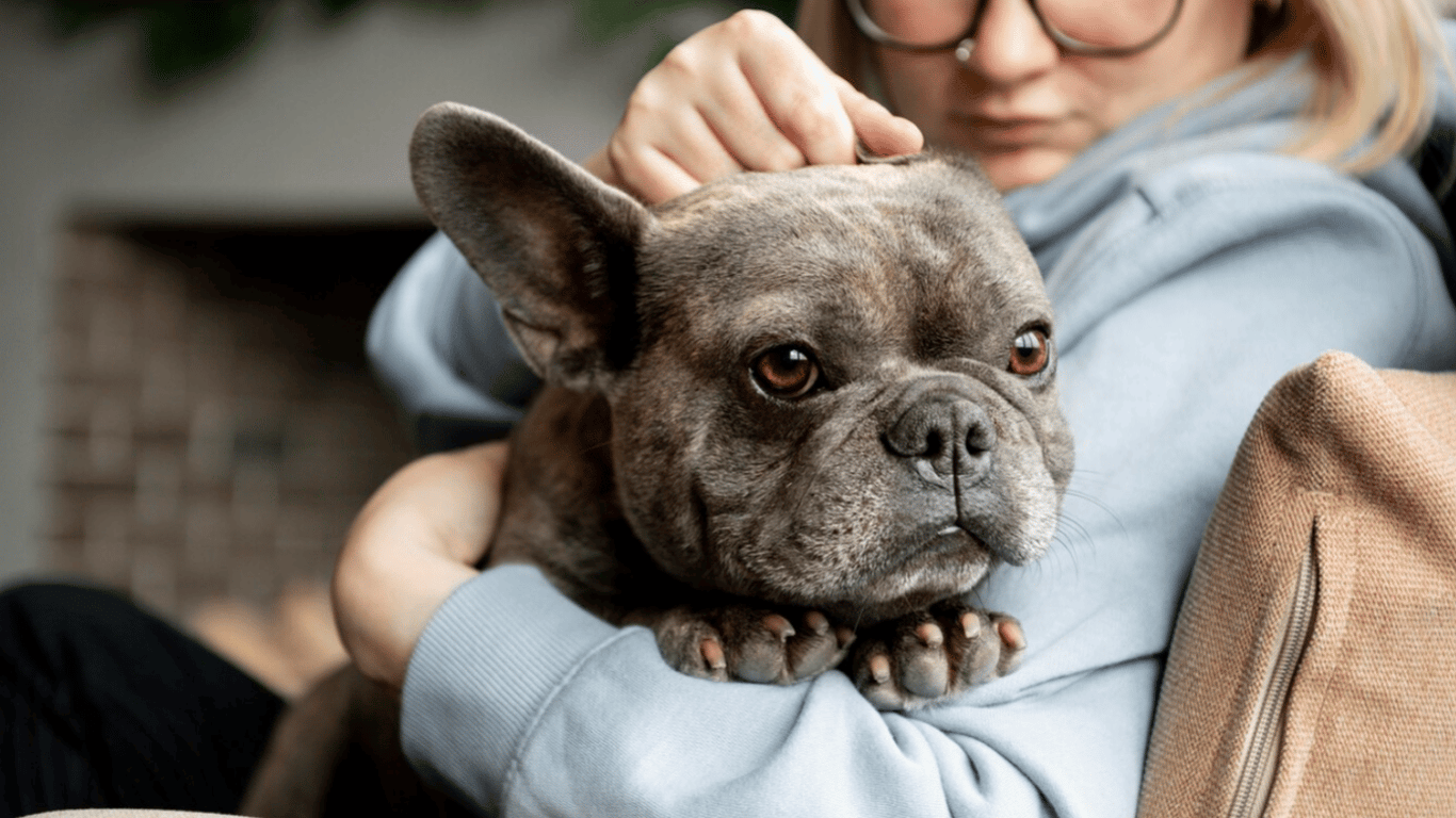 ТОП-5 найспокійніших собак — які породи зайвий раз не гавкають
