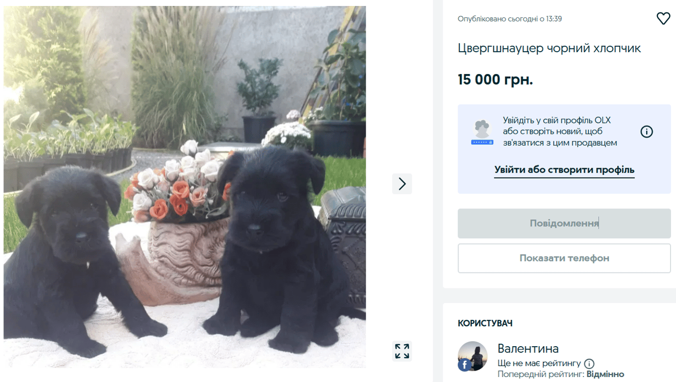 Элита среди собак — сколько стоят редкие породы на OLX - фото 2