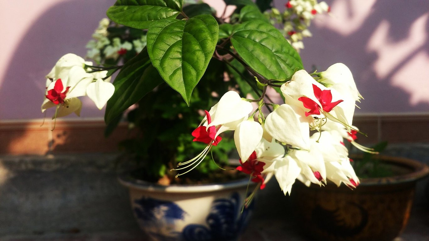 Как правильно ухаживать за клеродендрумом, чтобы любоваться цветами круглый год