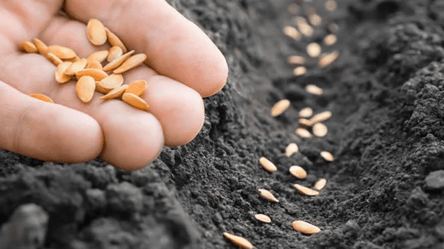 Блекаути й врожай — одеський науковець розповів про ризики - 285x160