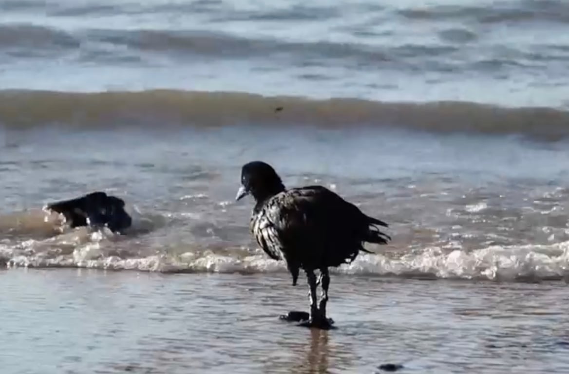 Птицы не могут двигаться из-за загрязнения мазутом. Фото: скриншот з відео Reuters 