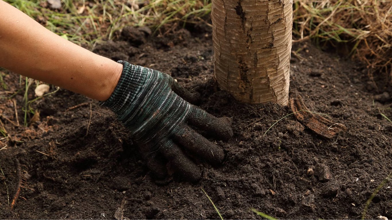 Какое удобрение выбрать для вишен в октябре