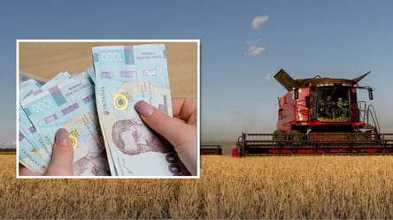 Цены на зерно в июле: какая культура подешевела на 200 гривен - 285x160