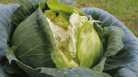 Тріскається капуста на городі — як швидко врятувати овоч - 285x160