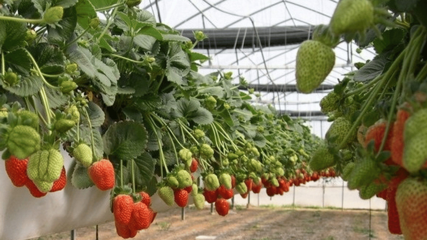 Вирощення полуниці 