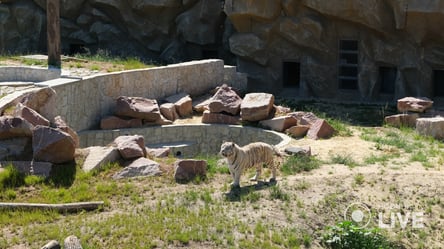 Харківський зоопарк відкрився для відвідувачів: що відомо - 285x160