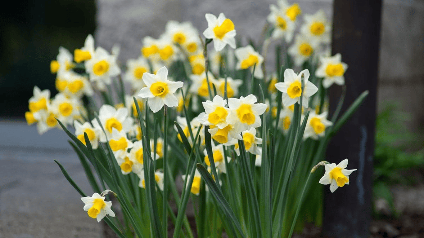 Квіти в саду. 