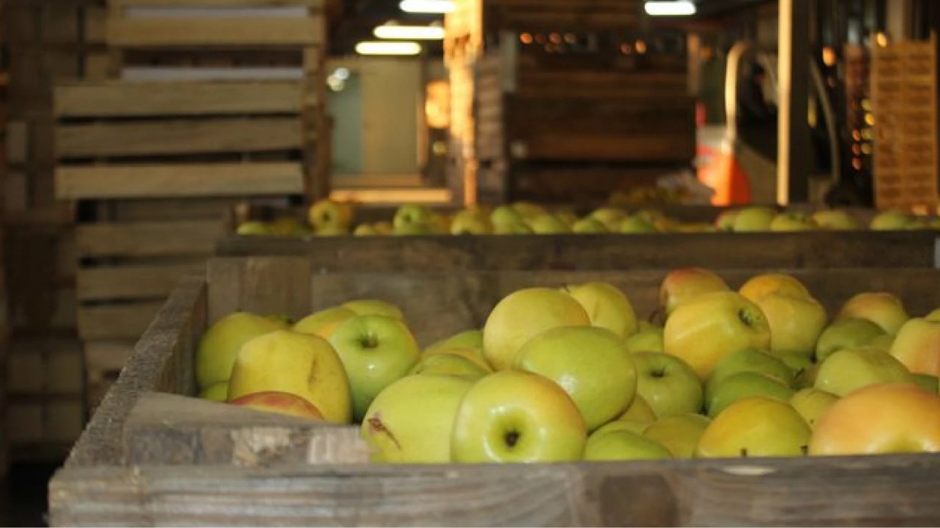 Які плоди виділяють найбільше етилену