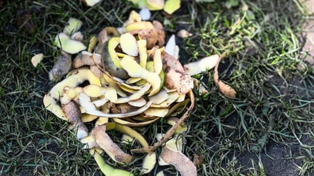 Картопляні очистки як добриво — простий прийом - 285x160