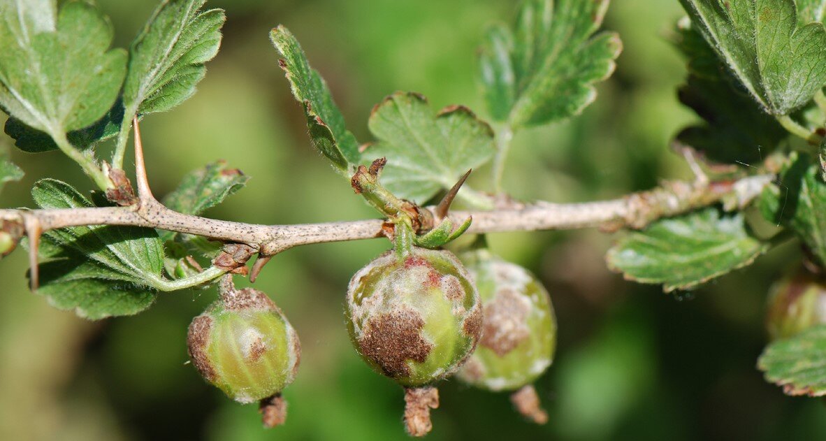 Мучнистая роса на крыжовнике