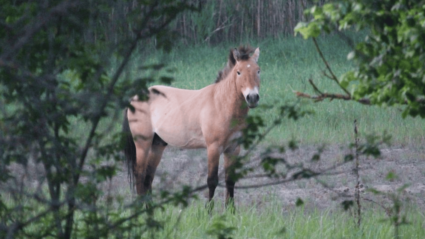 У Чорнобильській зоні помітили рідкісних коней — фото