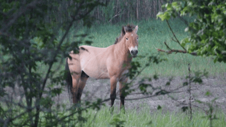 В Чернобыльской зоне заметили редких лошадей — фото - 285x160