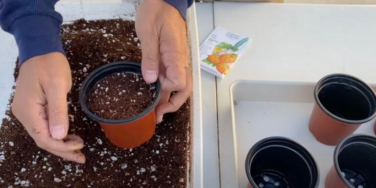 Емкость для семян