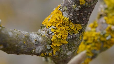 Лишайники зникнуть після однієї обробки — перевірений метод - 285x160