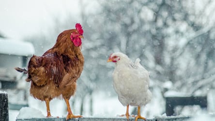 Причина зимней паузы несушек — что нужно изменить в курятнике - 285x160