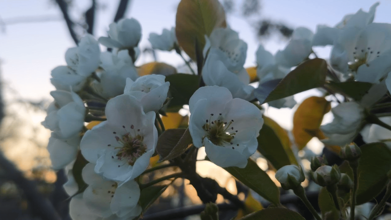 На Одесчине ждут хороший урожай фруктов: что посадили