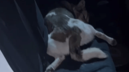 В Одесі звинуватили патрульних у наїзді на собаку — що трапилося - 290x166