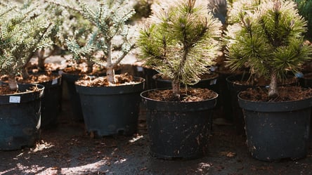 Після свят ялинка може жити далі — як її зберегти - 285x160