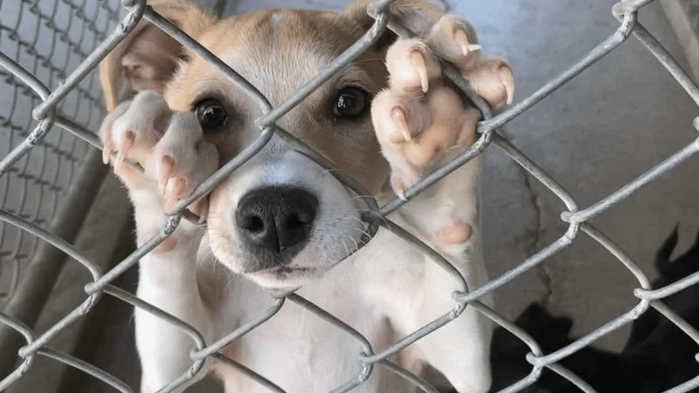 Четыре года тюрьмы за убийство собаки — в Одесской области осудили преступника