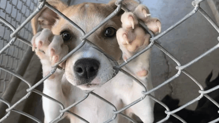 Чотири роки тюрми за вбивство собаки — на Одещині засудили злочинця - 285x160