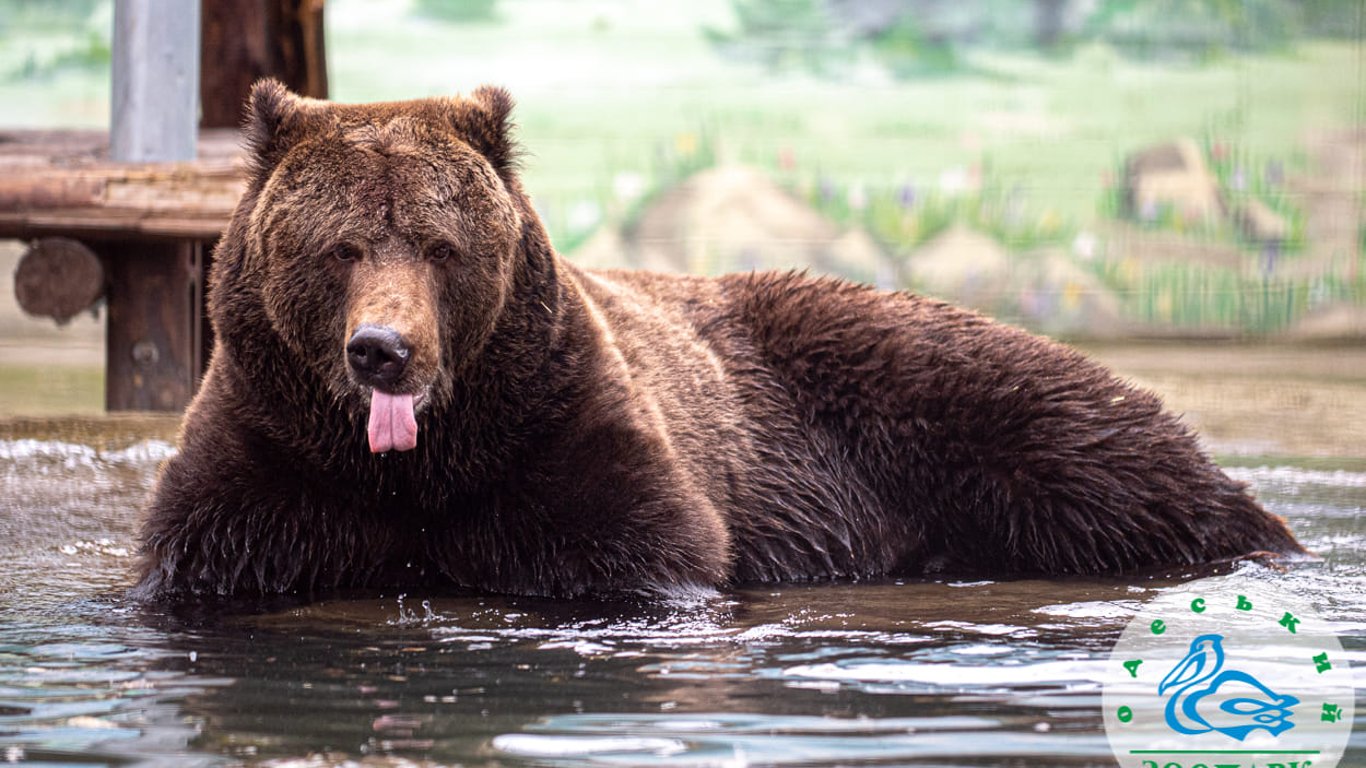 В Одесском зоопарке проснулись медведи