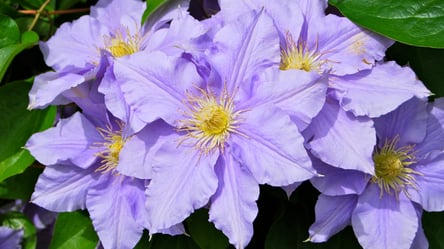 Найкращі сусіди клематиса — що варто посадити поруч - 285x160