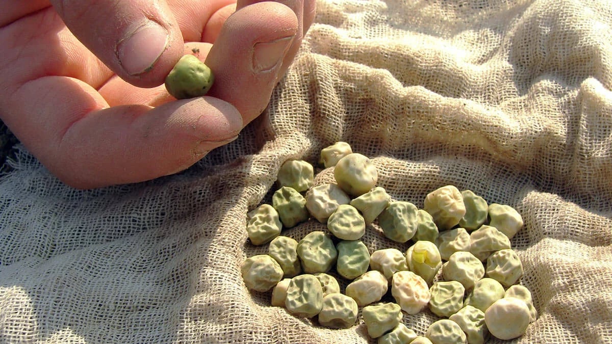 Як правильно посадити горох, щоб отримати великий врожай — корисні поради