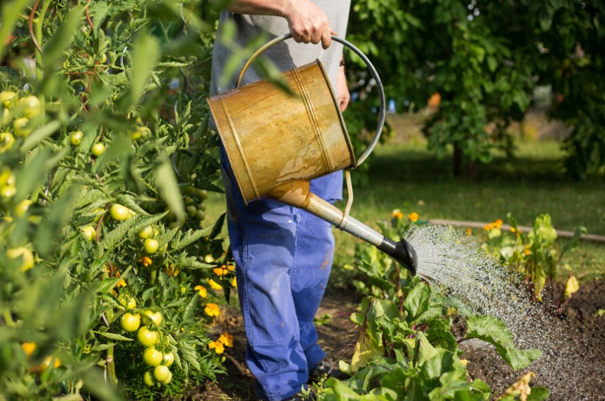 Полив растений