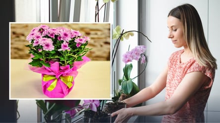 Точно не зів'януть — ці кімнатні квіти можна дарувати на 8 березня - 285x160