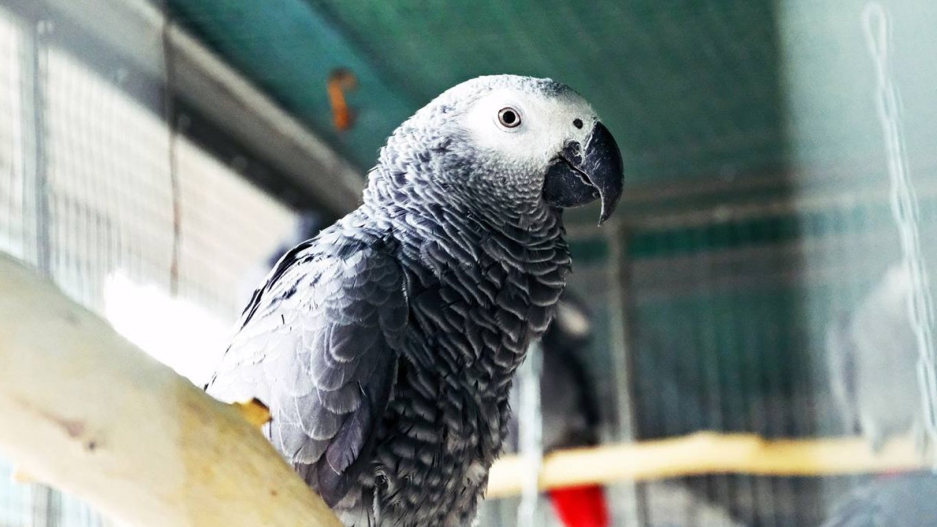 В Киевском зоопарке находятся семь спасенных попугаев жако