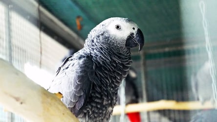 Страдают не только люди: в столичном зоопарке показали спасенных от войны попугаев - 285x160