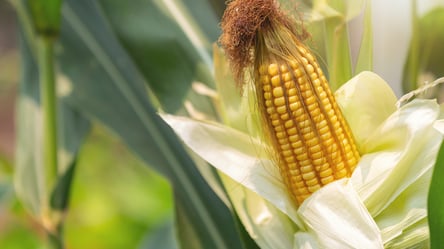 Цены на зерно в Украине: сколько стоит кукуруза в октябре - 285x160