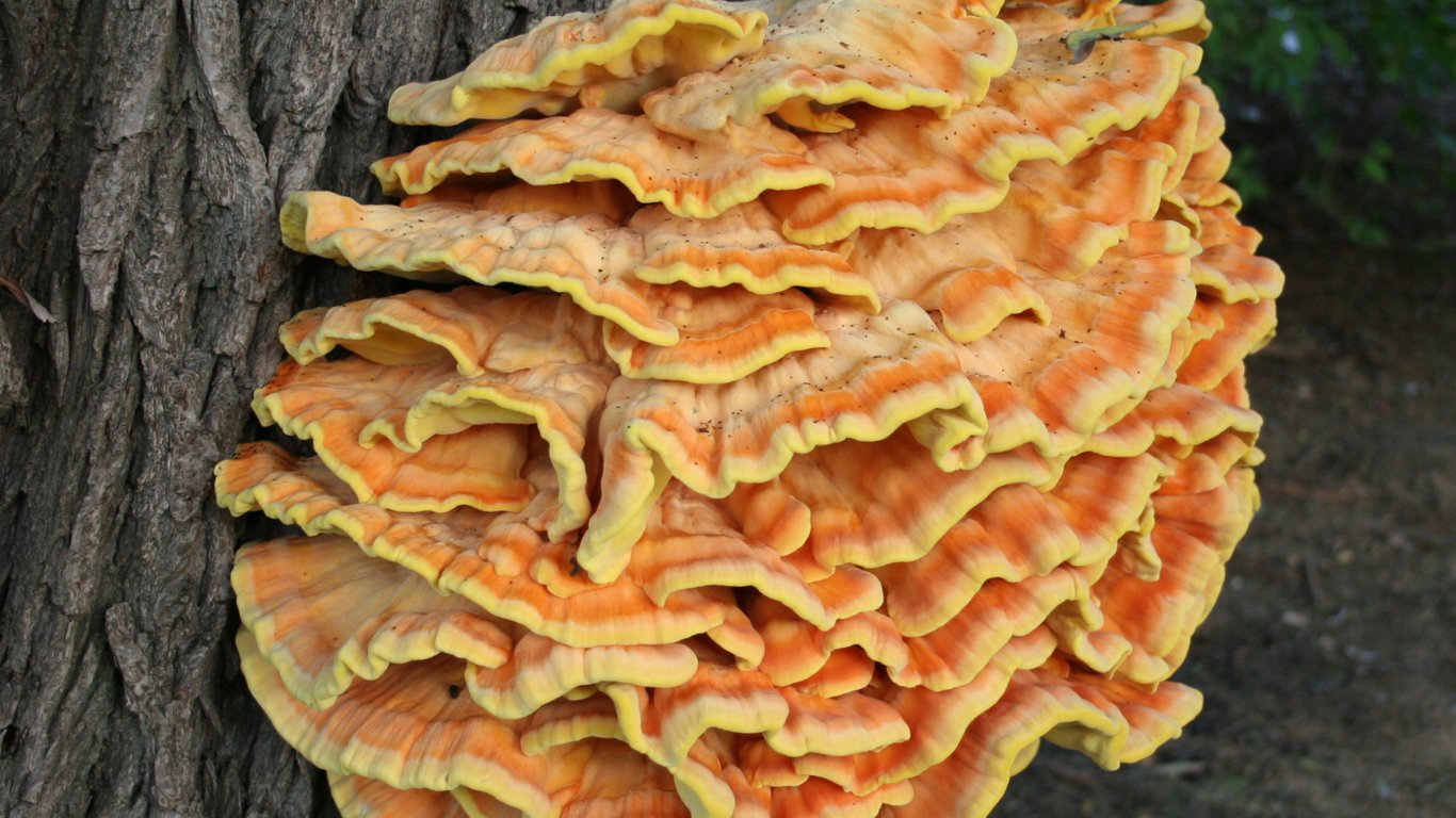 Жар-гриб на дереві.