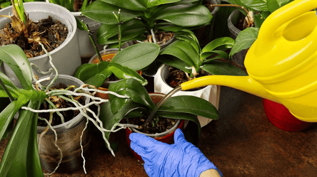 Коріння орхідеї вилазить з горщика — що це означає і що робити - 285x160