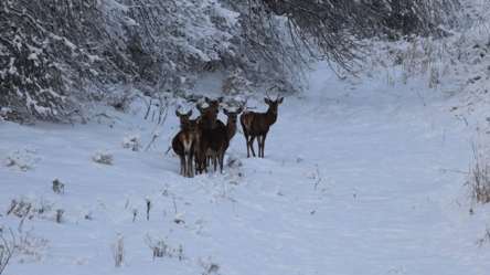 Звезды зимы — олени из заповедника Чернобыля удивляют встречами - 285x160