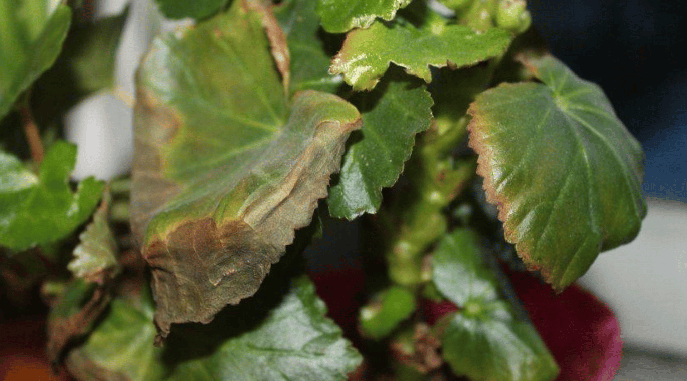 Листья бегонии