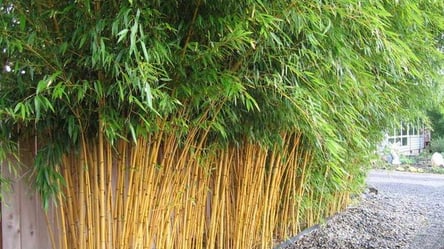 Эти декоративные растения опасны — не сажайте их рядом с домом - 285x160