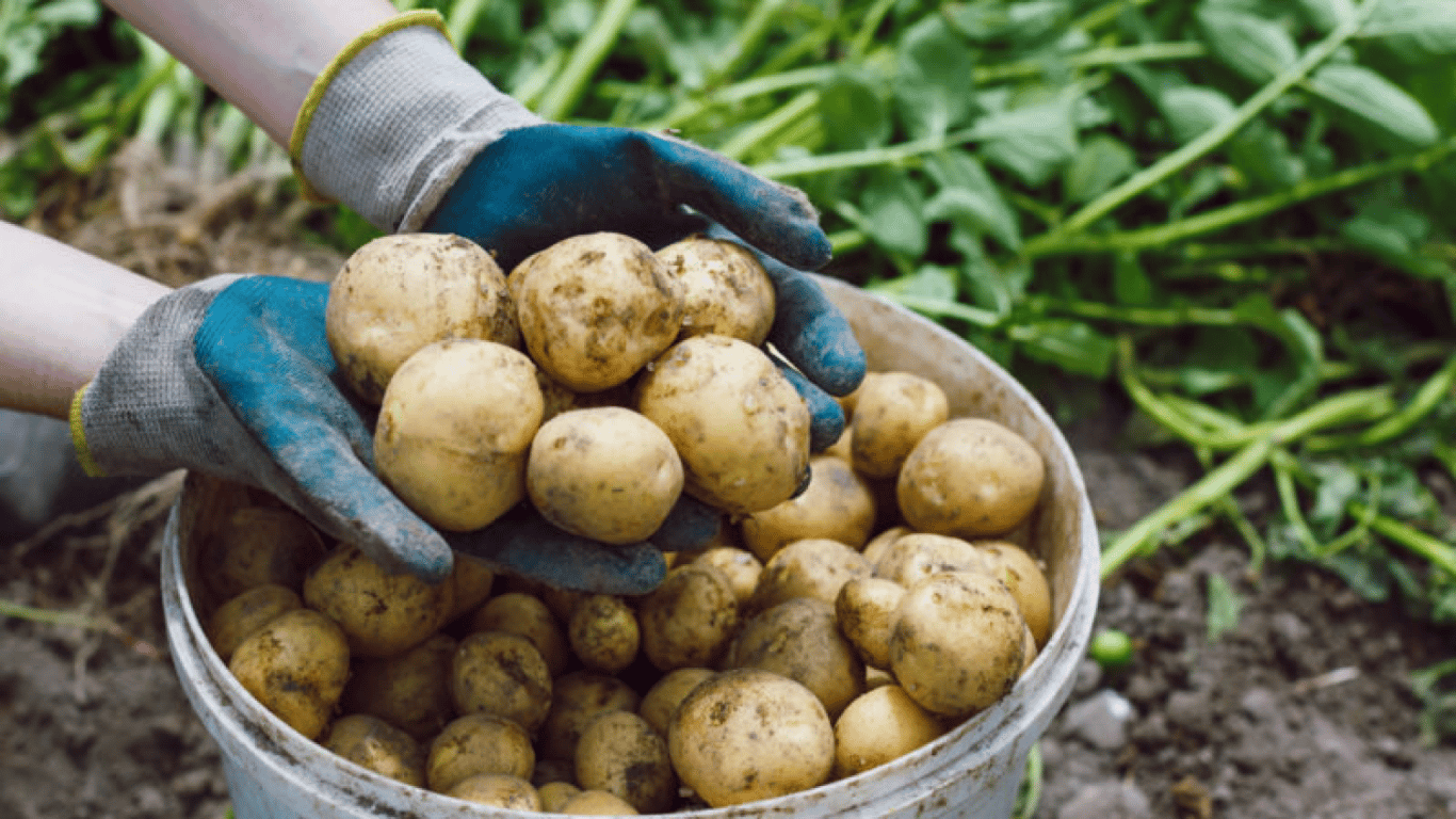 Что делать, если замерзла картошка — как спасти овощ после заморозков