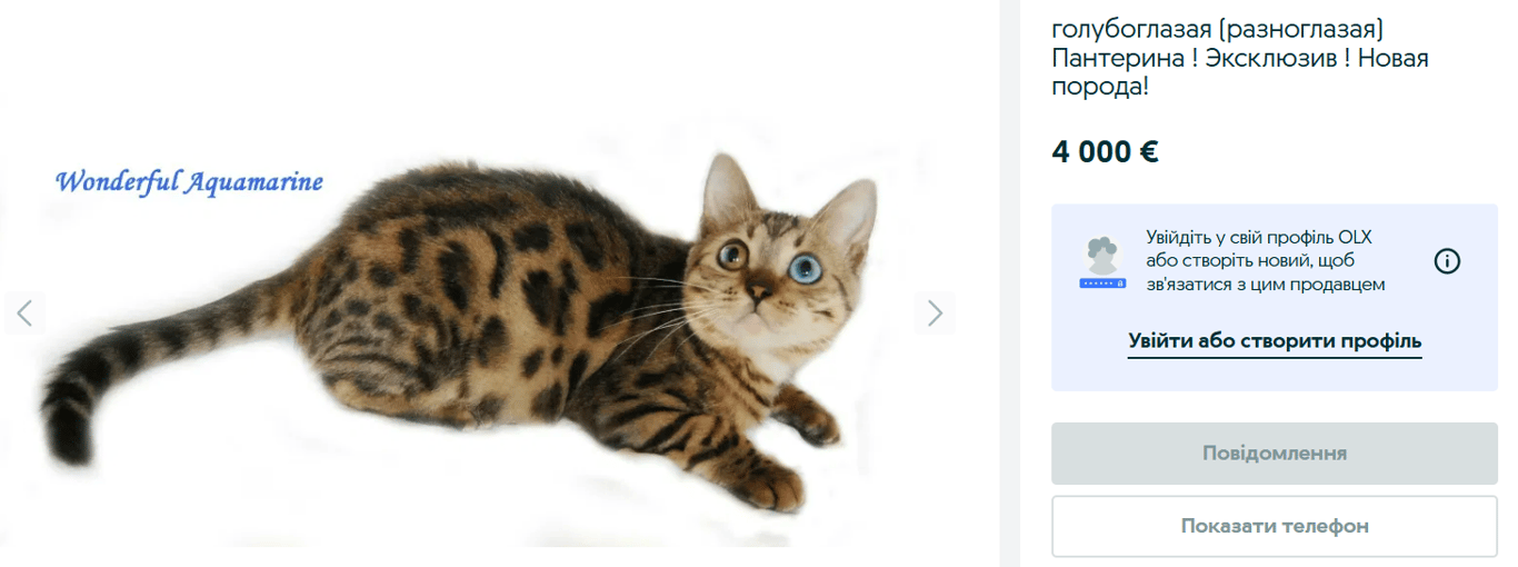 Четырехлапая элита — сколько стоят дорогие породы кошек на OLX - фото 4