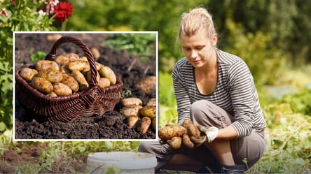 Когда выкапывать ранний картофель летом 2026: секрет вкусного урожая - 290x160