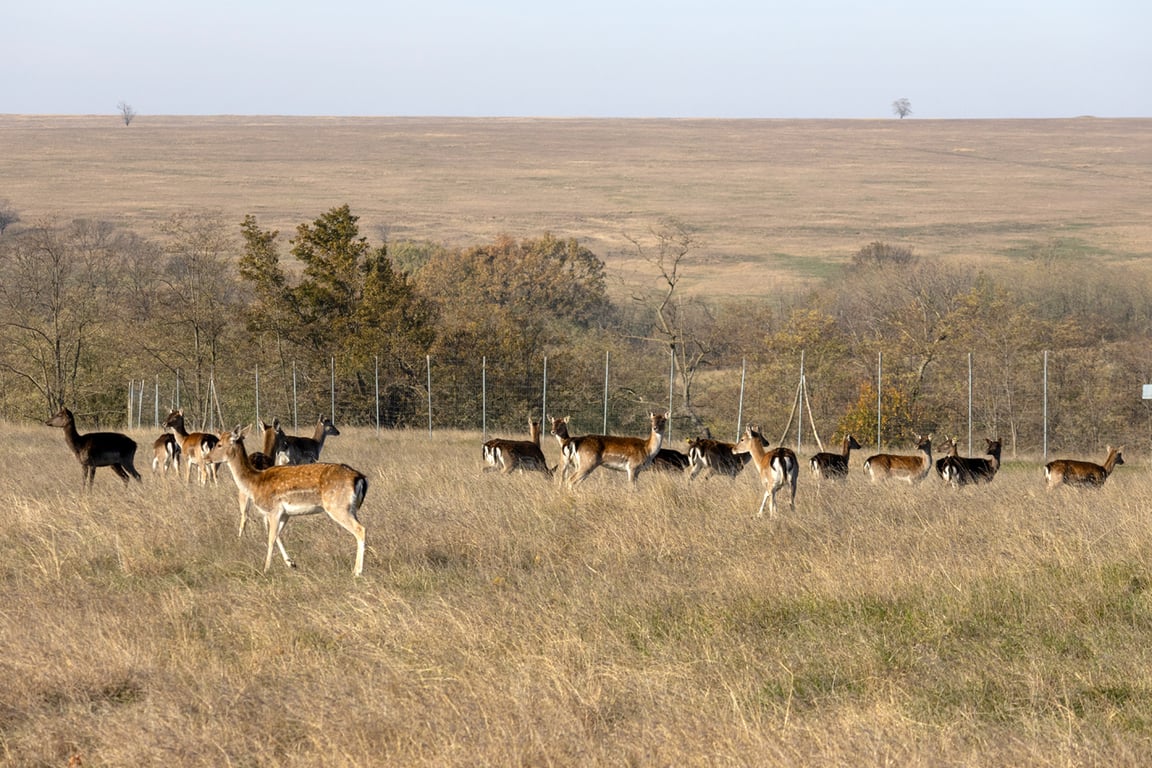 Лані та олені повертаються в степи на Одещині - фото 4