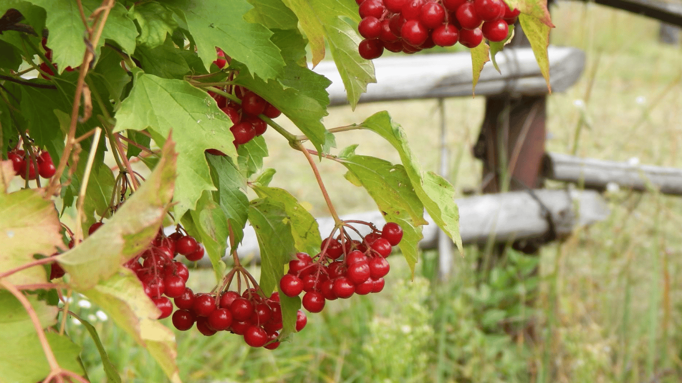 Почему нельзя сажать калину возле дома — мнение специалистов