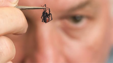 Попередження арахнофобам — в Австралії з'явилося ще 48 нових видів павуків - 285x160