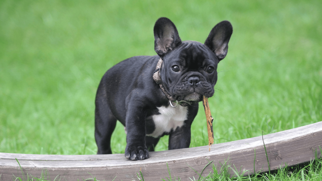 Чому собаки гавкають на одних людей, а на інших ні