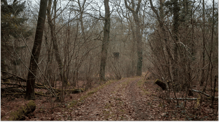 Можно ли забирать на дрова лежащие возле дороги деревья и ветки - 285x160